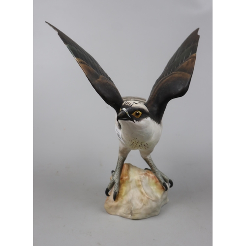 163 - A Spode fine bone china model of an osprey hand painted and marked AW to base - Approx height: 29cm