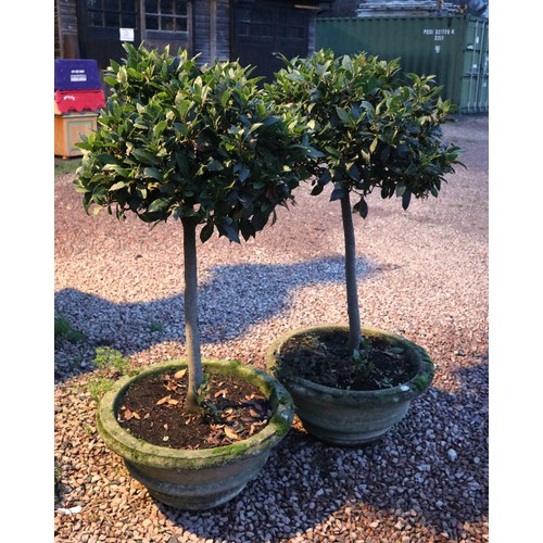 637 - 2 potted bay trees