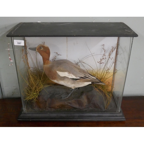 397 - Taxidermy duck in case