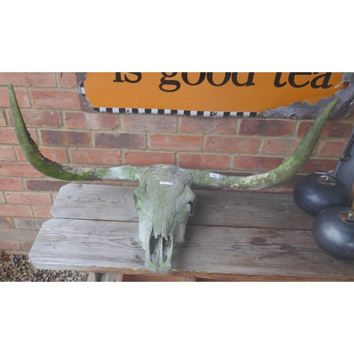 516 - Bulls skull and horns