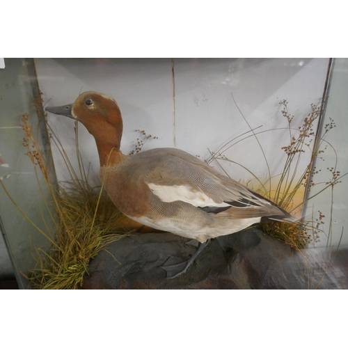 397 - Taxidermy duck in case