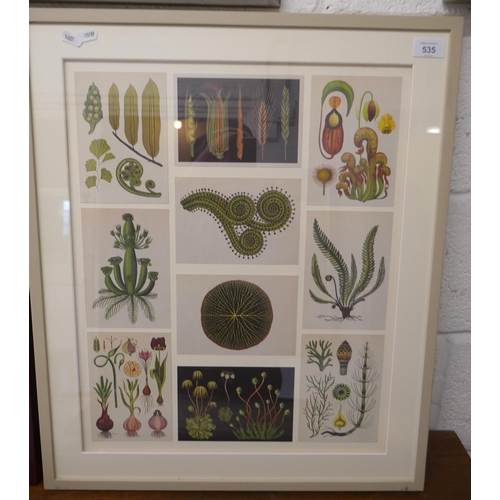 535 - Framed picture of plants etc