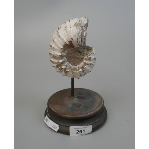 261 - Ammonite fossil on base - Approx H: 20cm Diameter of base 12.5cm