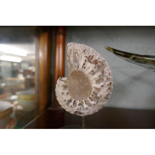 261 - Ammonite fossil on base - Approx H: 20cm Diameter of base 12.5cm