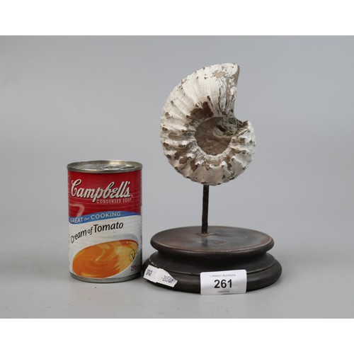 261 - Ammonite fossil on base - Approx H: 20cm Diameter of base 12.5cm