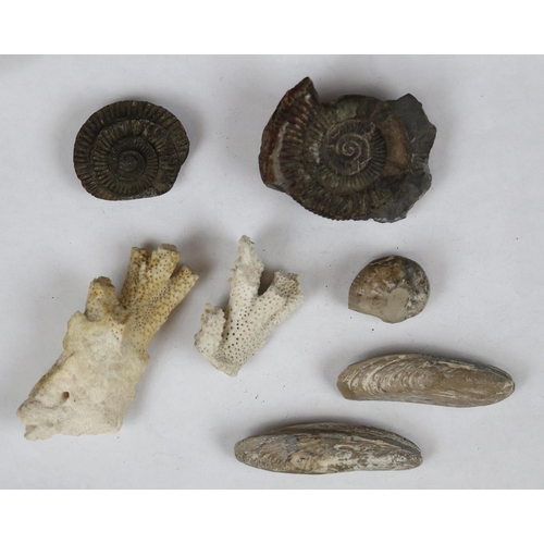 143 - Collection of fossils