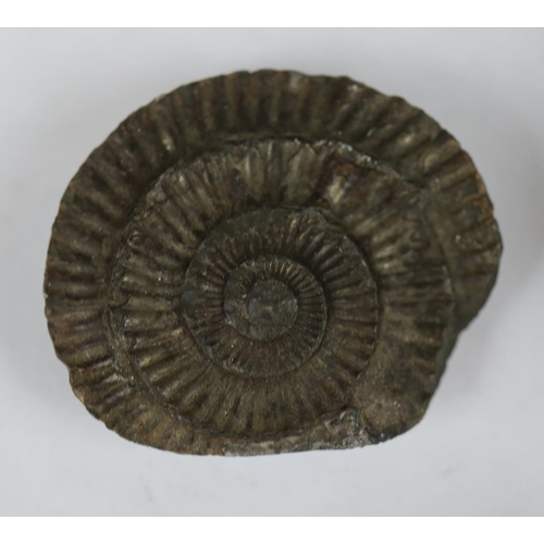 143 - Collection of fossils