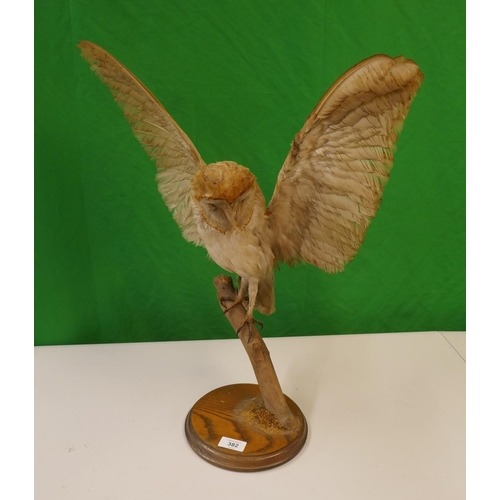 382 - Taxidermy Barn Owl by Natural Craft Taxidermy, Chipping Campden - Approx height 56cm