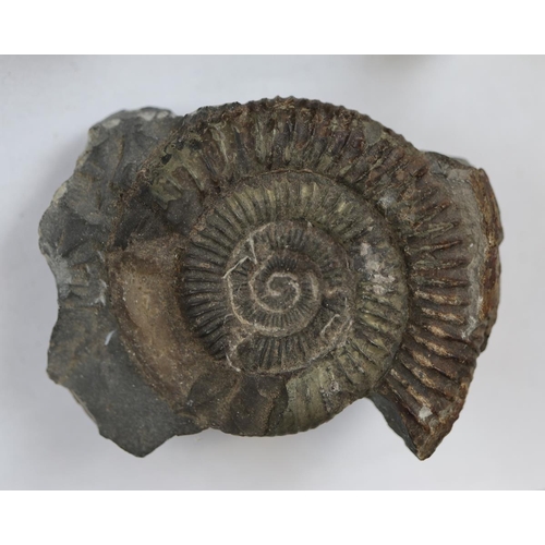 143 - Collection of fossils