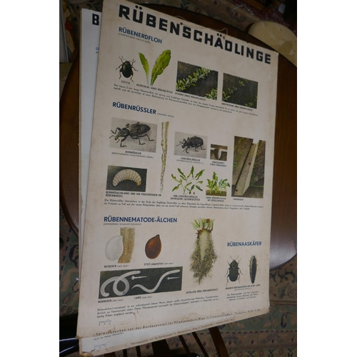 365 - Vintage German school/educational posters - approx 50