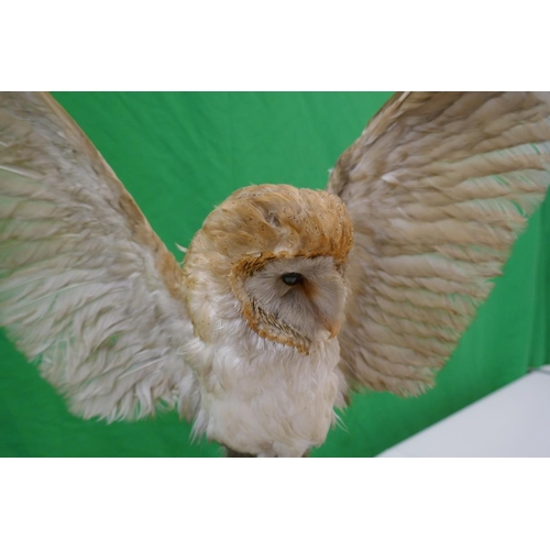 382 - Taxidermy Barn Owl by Natural Craft Taxidermy, Chipping Campden - Approx height 56cm