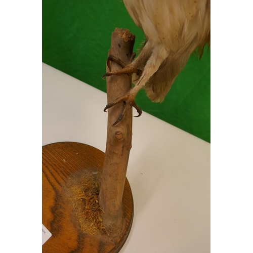 382 - Taxidermy Barn Owl by Natural Craft Taxidermy, Chipping Campden - Approx height 56cm