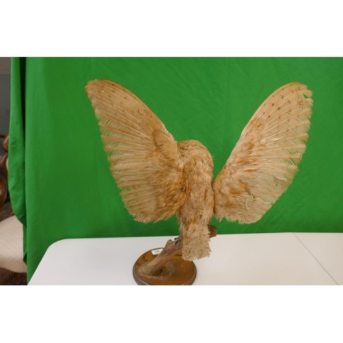 382 - Taxidermy Barn Owl by Natural Craft Taxidermy, Chipping Campden - Approx height 56cm