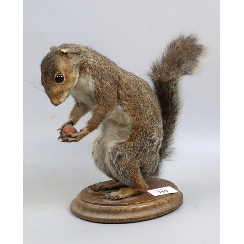 163 - Taxidermy squirrel