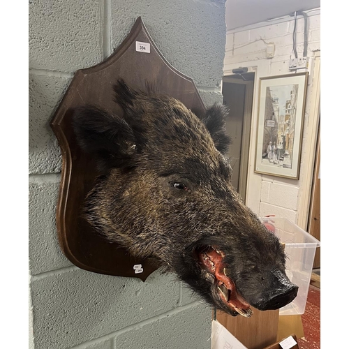 394 - Taxidermy mounted boars head