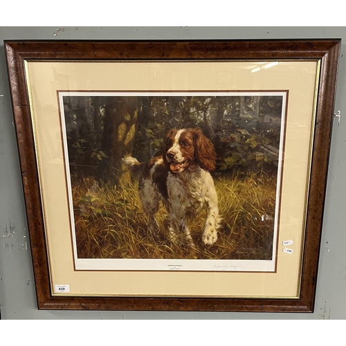 439 - L/E print Springer Spaniel by Frederick J Haycock 225/350