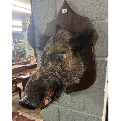 394 - Taxidermy mounted boars head