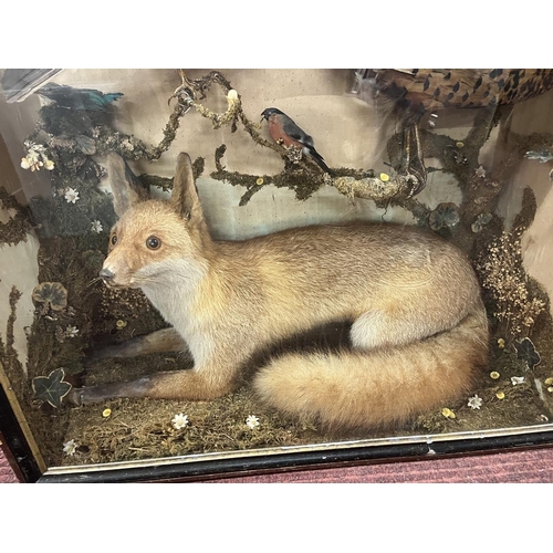 431 - Taxidermy in display case