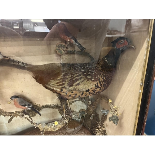 431 - Taxidermy in display case