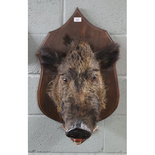 394 - Taxidermy mounted boars head