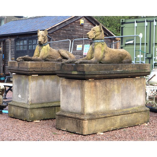 Impressive pair of stone Kingsale Hounds on plinths.
These Great Danes are in the style of the favourite hunting dogs of the 26th Lord Kingsale, John de Courcy b.1717. John is described as being addicted to hunting and the pleasures of the chase and lived at Old Head Castle at Kingsale, County Cork.