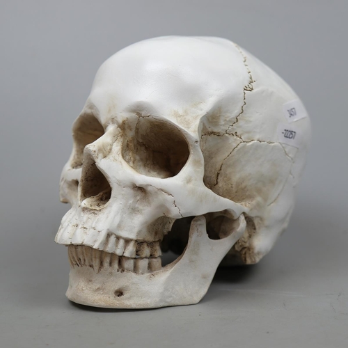 119 - Model of a Skull