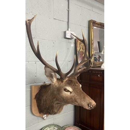 332 - Taxidermy stags head