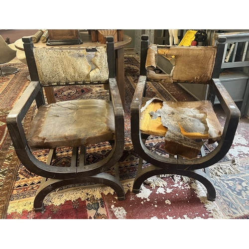 437 - Pair of X framed chairs upholstered with animal hides