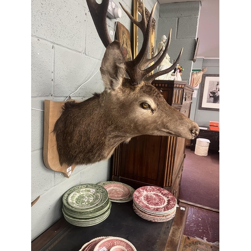 332 - Taxidermy stags head