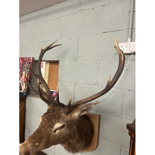 332 - Taxidermy stags head