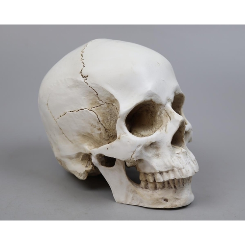 168 - Replica skull
