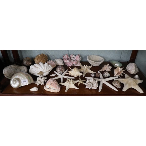 202 - Collection of shells
