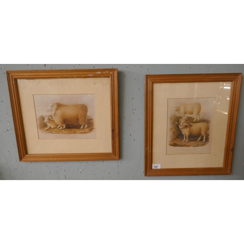 287 - 2 framed prints of sheep