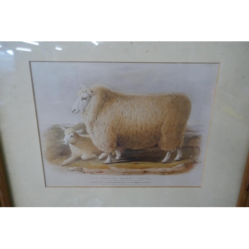 287 - 2 framed prints of sheep