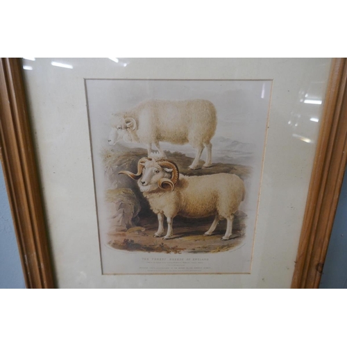 287 - 2 framed prints of sheep