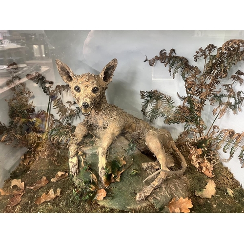 303 - Taxidermy zombie fox - W: 63cm D: 33cm H: 49cm