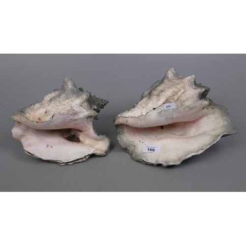 169 - 2 Conch shells