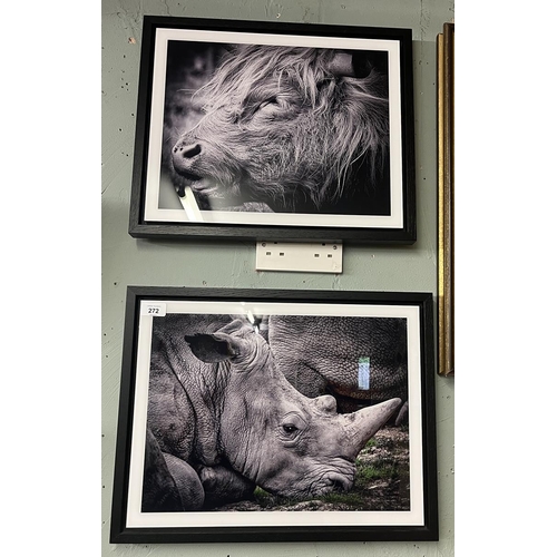 272 - 2 black and white framed photos of a Highland cow and a rhino by White Wall Media