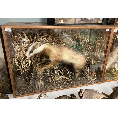 344 - Taxidermy - Sandy coloured Badger in glass case - Approx size: L: 92cm W: 39cm H: 63cm