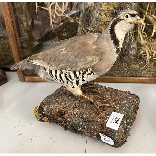 345 - Taxidermy - French partridge