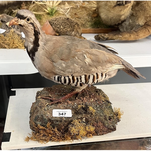 347 - Taxidermy - French partridge