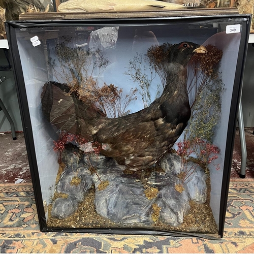 349 - Taxidermy - Capercaille mounted in 1860 re-cased in 1994 by Kidderminster Taxidermist - Approx size:... 