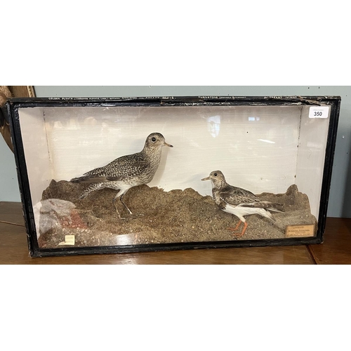 350 - Taxidermy - Golden plover & a turnstone in a glass case 1865