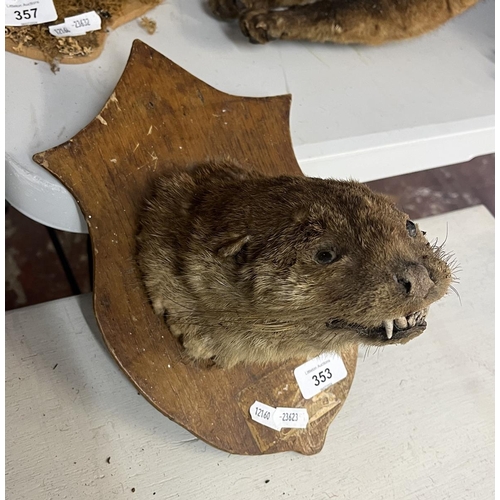 353 - Taxidermy - Otter mask