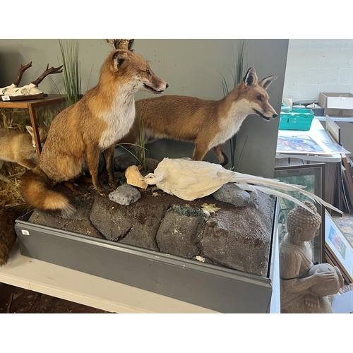 Taxidermy - Pair of free form foxes with white pheasant prey - Approx size: L: 103cm W: 62cm H: 82cm