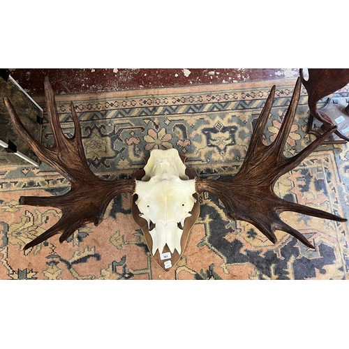 361 - Pair of antlers