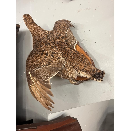 333 - Wall mounted flying grouse