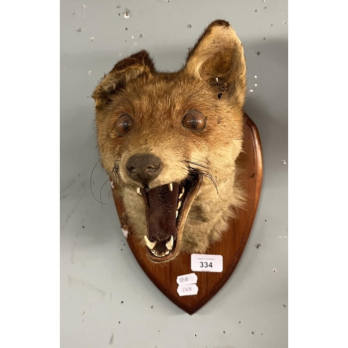 334 - Taxidermy - Mounted fox head