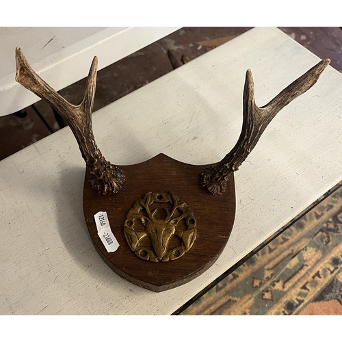 339 - Taxidermy - Pair of Roe deer antlers together with 2 deer cloak racks