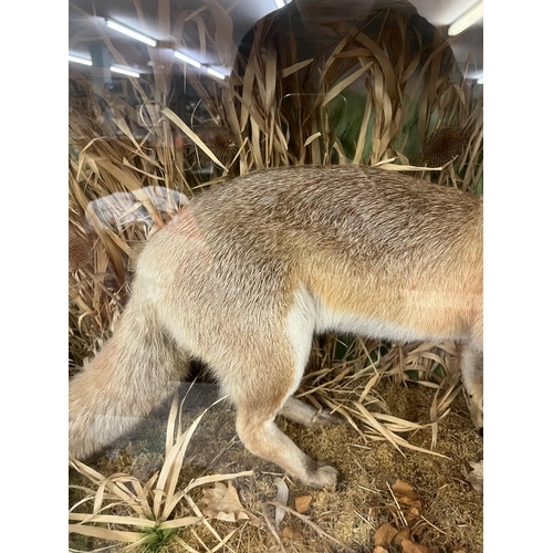 352 - Taxidermy - Cased fox with grey partridge prey - Approx size: L: 92cm W: 39cm H: 63cm